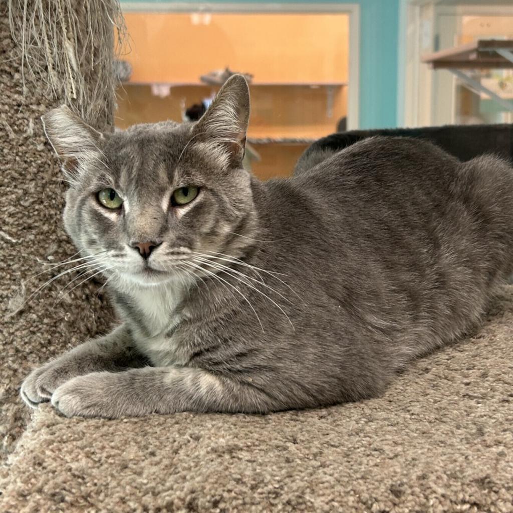 Sukuna, an adoptable Domestic Short Hair in Fresno, CA, 93726 | Photo Image 5