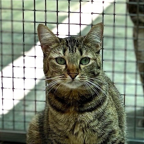 Carrie, an adoptable Domestic Short Hair in Fresno, CA, 93726 | Photo Image 1
