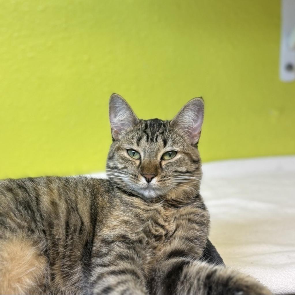 Carrie, an adoptable Domestic Short Hair in Fresno, CA, 93726 | Photo Image 2