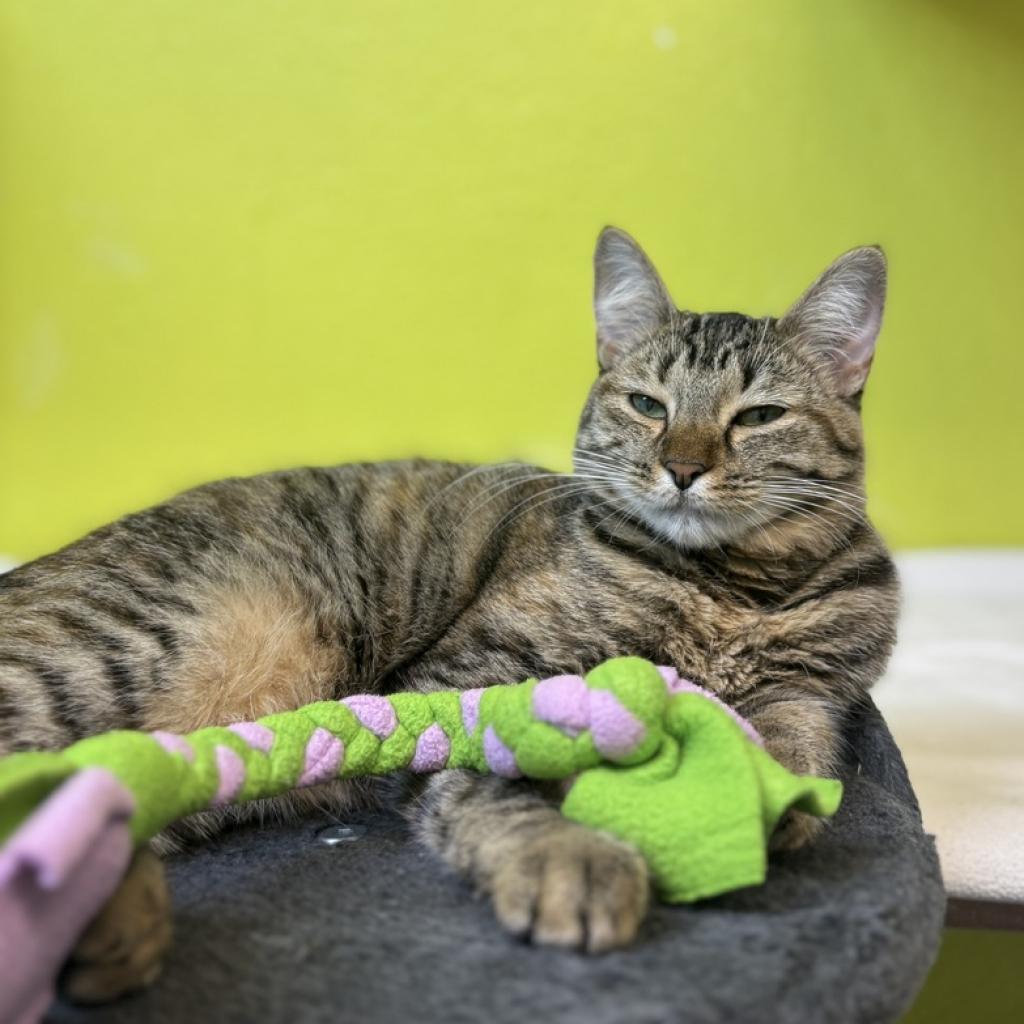 Carrie, an adoptable Domestic Short Hair in Fresno, CA, 93726 | Photo Image 3