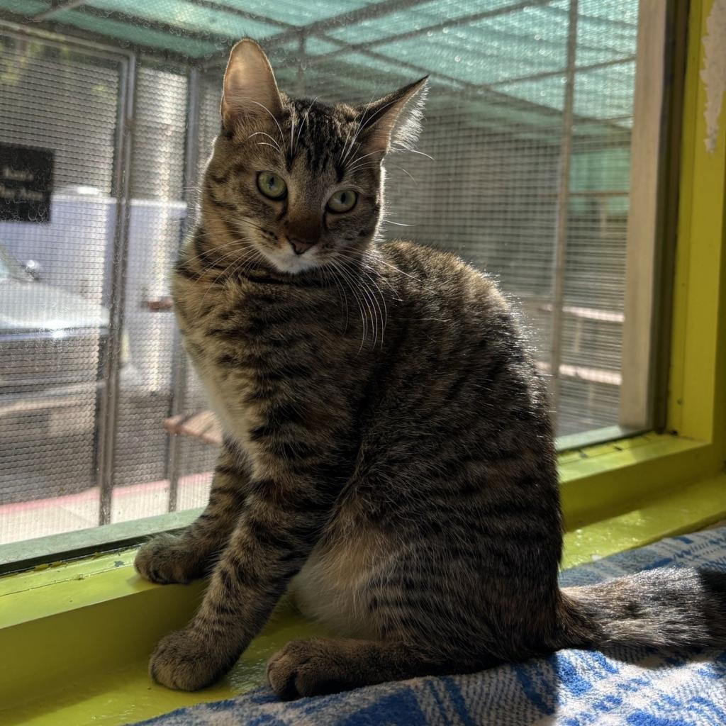 Carrie, an adoptable Domestic Short Hair in Fresno, CA, 93726 | Photo Image 4