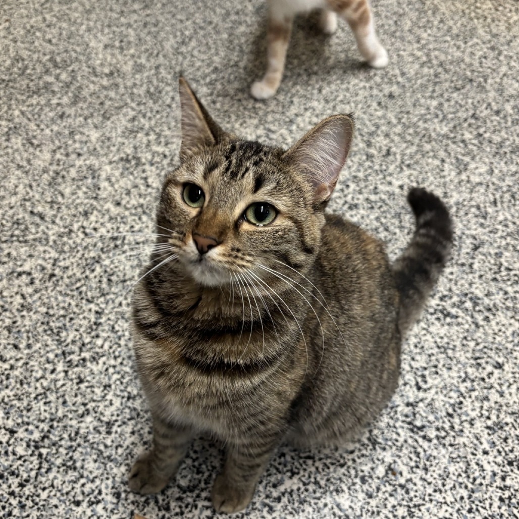 Carrie, an adoptable Domestic Short Hair in Fresno, CA, 93726 | Photo Image 5