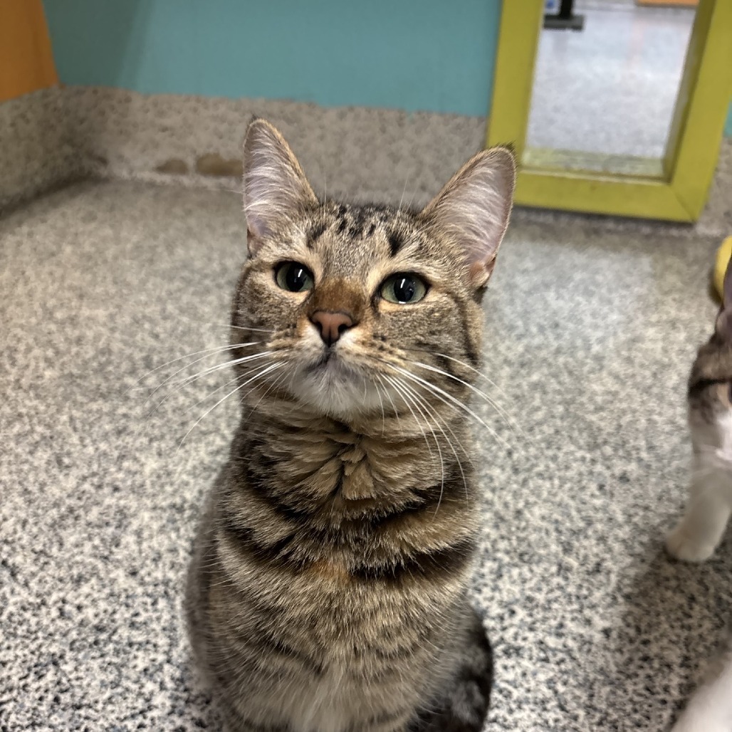 Carrie, an adoptable Domestic Short Hair in Fresno, CA, 93726 | Photo Image 6