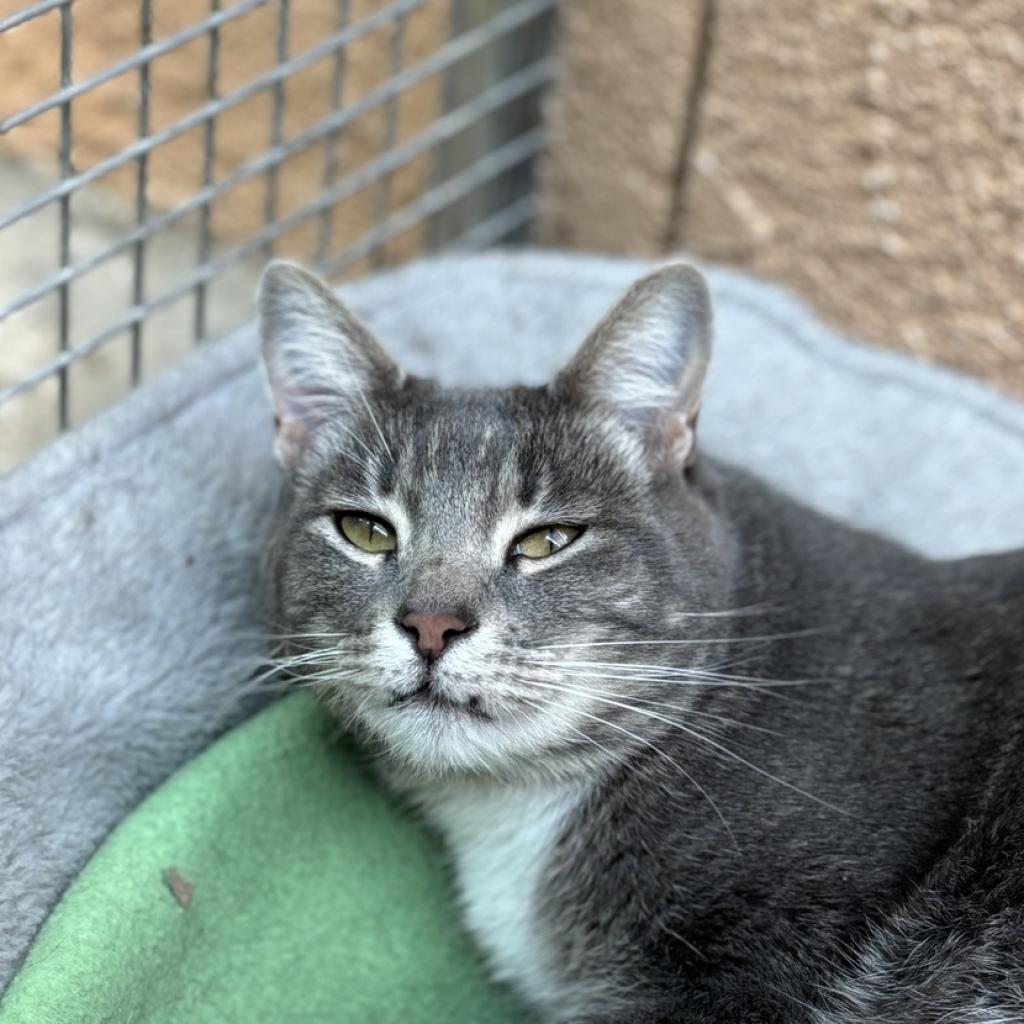 Cordova, an adoptable Domestic Short Hair in Fresno, CA, 93726 | Photo Image 1