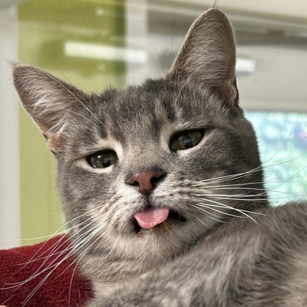 Cordova, an adoptable Domestic Short Hair in Fresno, CA, 93726 | Photo Image 2