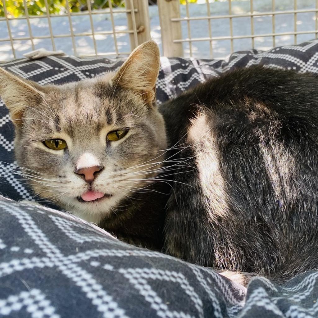 Cordova, an adoptable Domestic Short Hair in Fresno, CA, 93726 | Photo Image 3