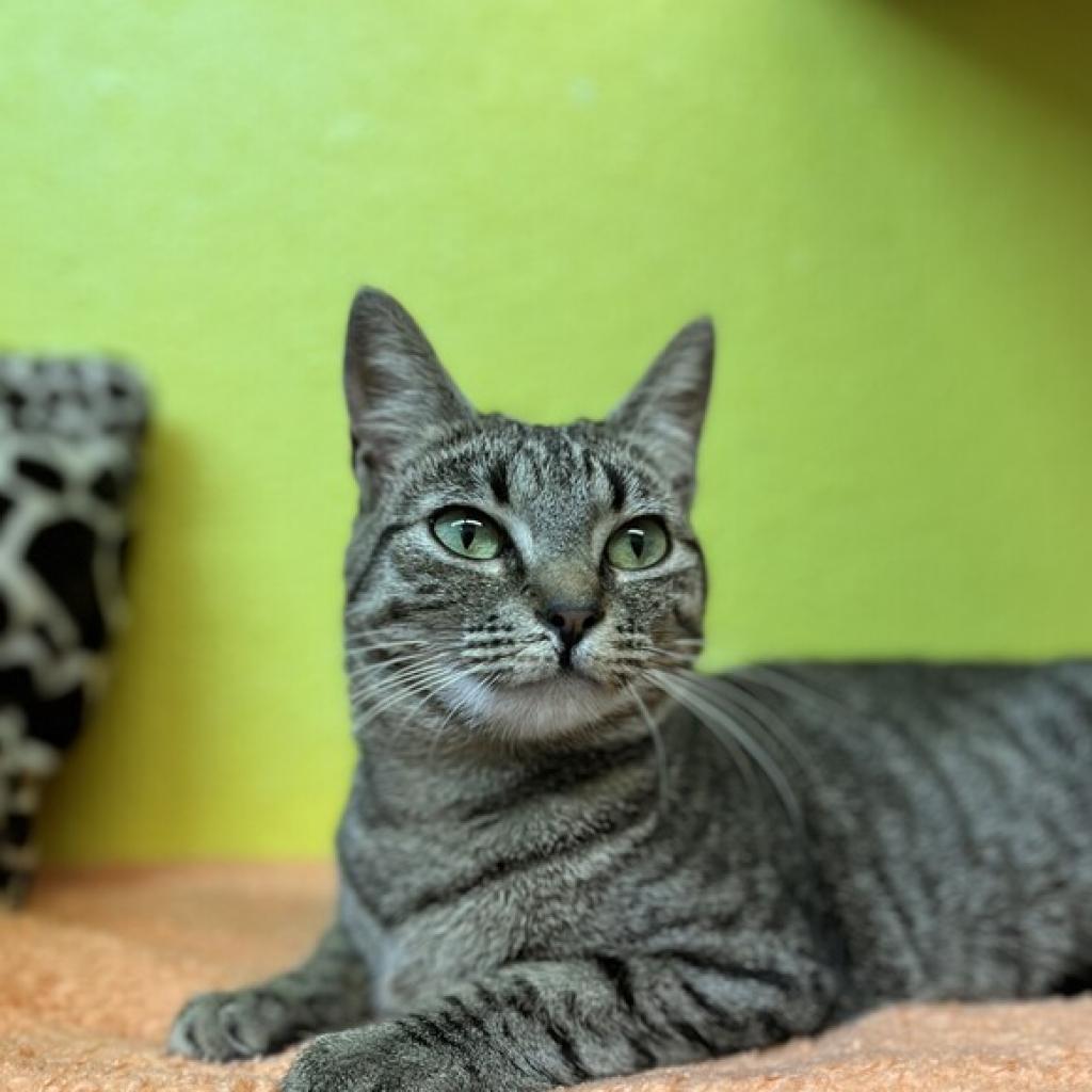Stacy, an adoptable Domestic Short Hair in Fresno, CA, 93726 | Photo Image 1