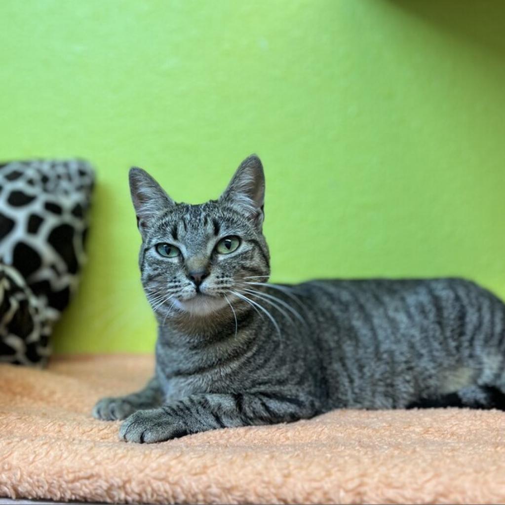 Stacy, an adoptable Domestic Short Hair in Fresno, CA, 93726 | Photo Image 2