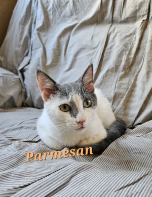 Parmesan, Adult Male Domestic Short Hair