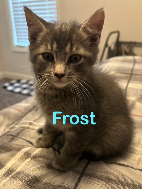 FROST Kitten