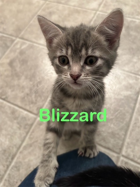 BLIZZARD Kitten