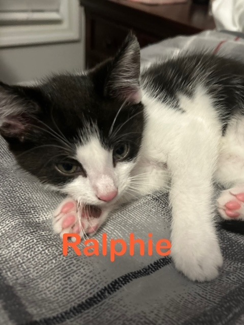 RALPHIE Kitten 1