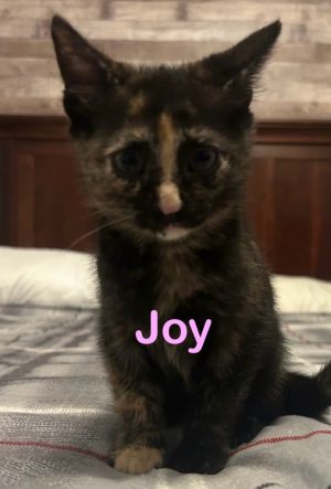 JOY Kitten