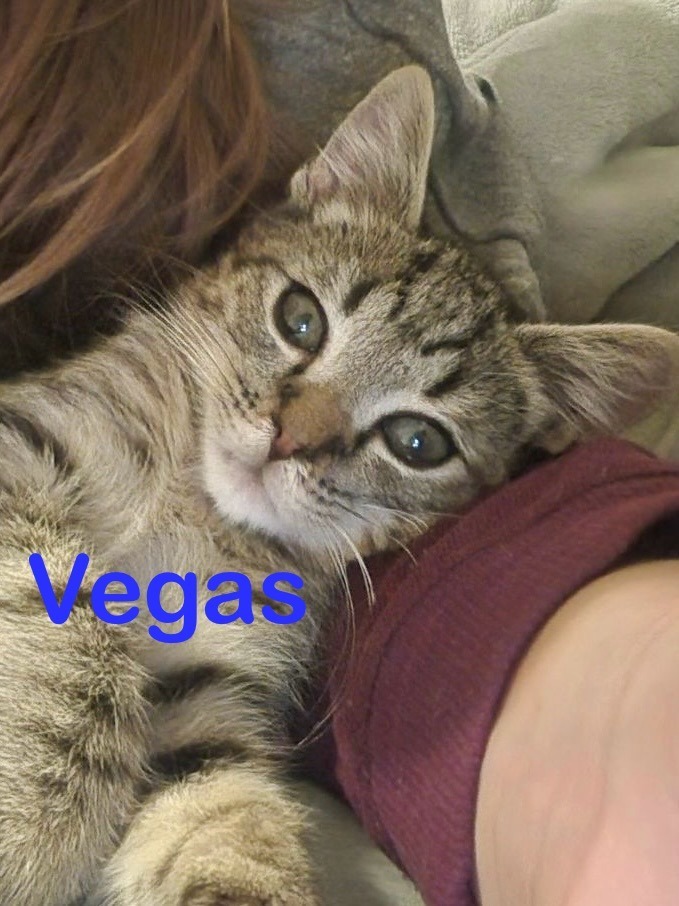 VEGAS Kitten