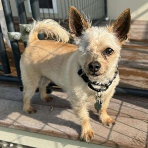 Meet Mylo Eli a 4-year-old tan 12-pound terrierYorkie mix with a unique personality and a lot of