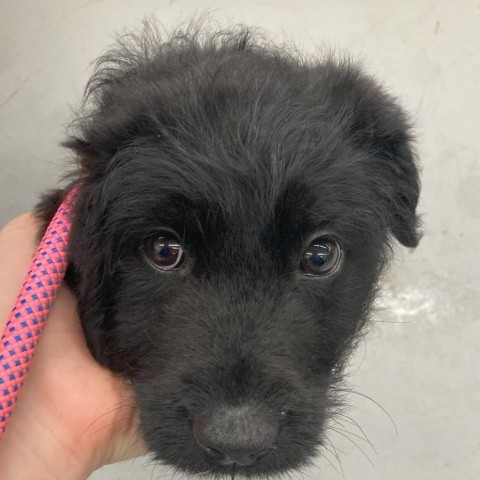 DONALD, an adoptable Keeshond, Spitz in Point Richmond, CA, 94801 | Photo Image 1