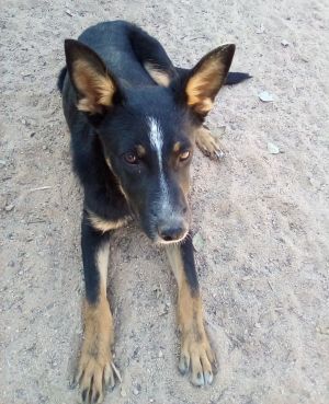 Wanda, Young Female Shepherd