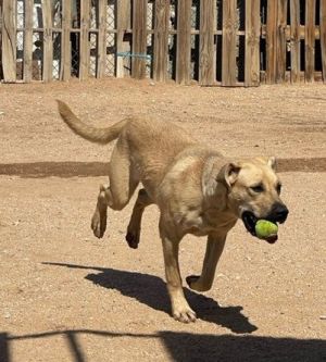 Amarilla - **, Young Female Yellow Labrador Retriever