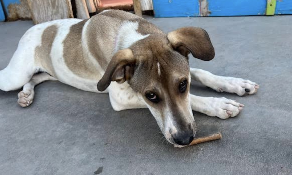 Bonnie, an adoptable Australian Cattle Dog / Blue Heeler, Greyhound in Williamsburg, NM, 87942 | Photo Image 2