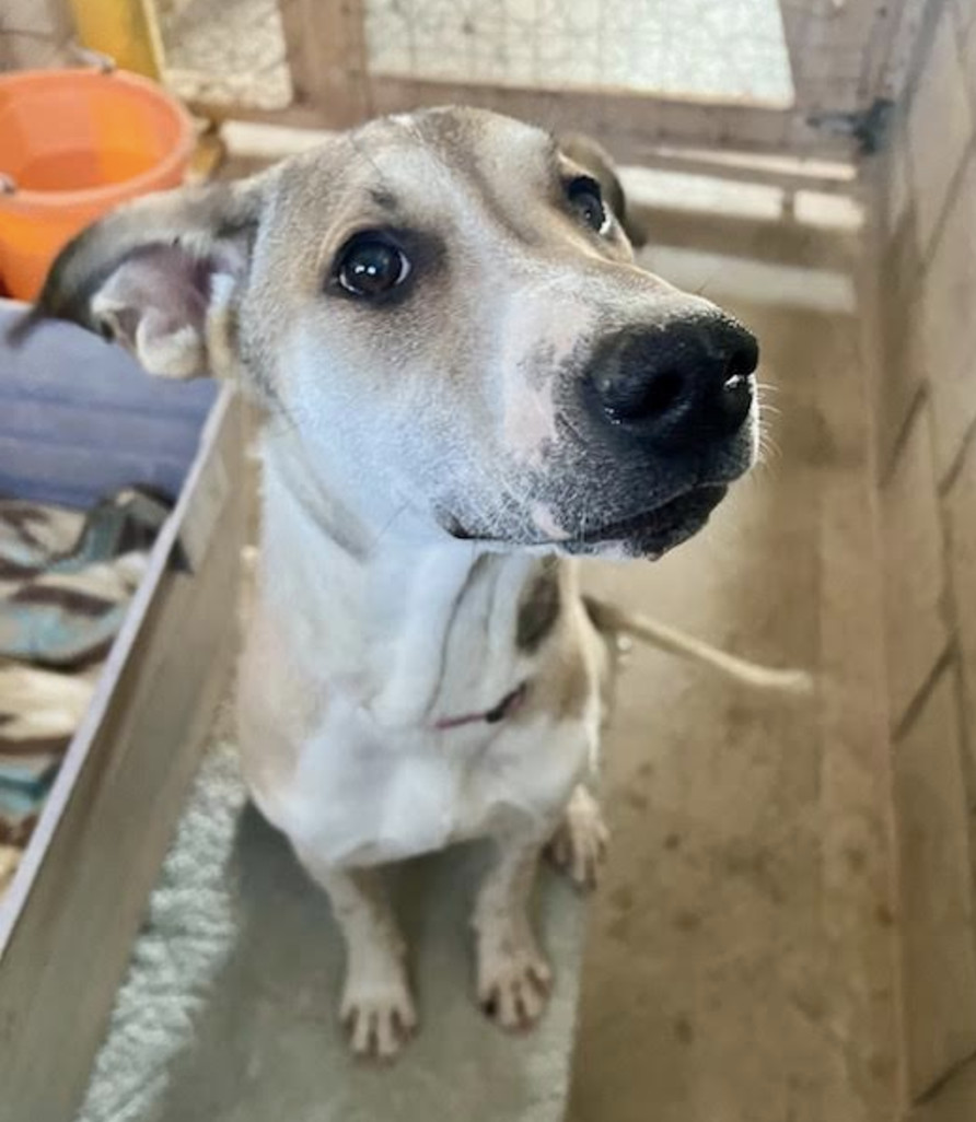 Bonnie, an adoptable Australian Cattle Dog / Blue Heeler, Greyhound in Williamsburg, NM, 87942 | Photo Image 4