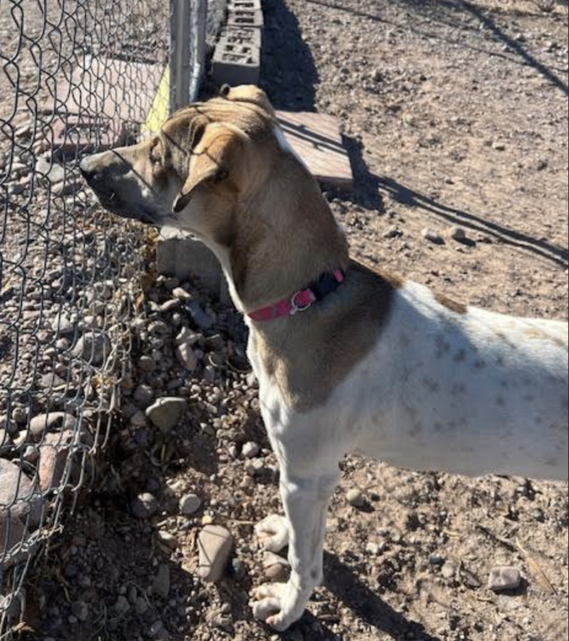 Bonnie, an adoptable Australian Cattle Dog / Blue Heeler, Greyhound in Williamsburg, NM, 87942 | Photo Image 6