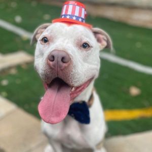 Rocko
