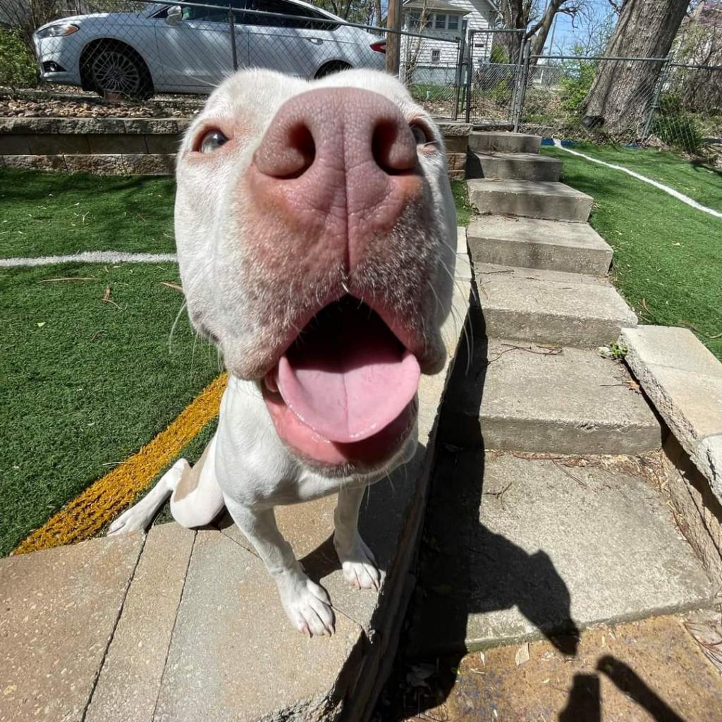 Rocko