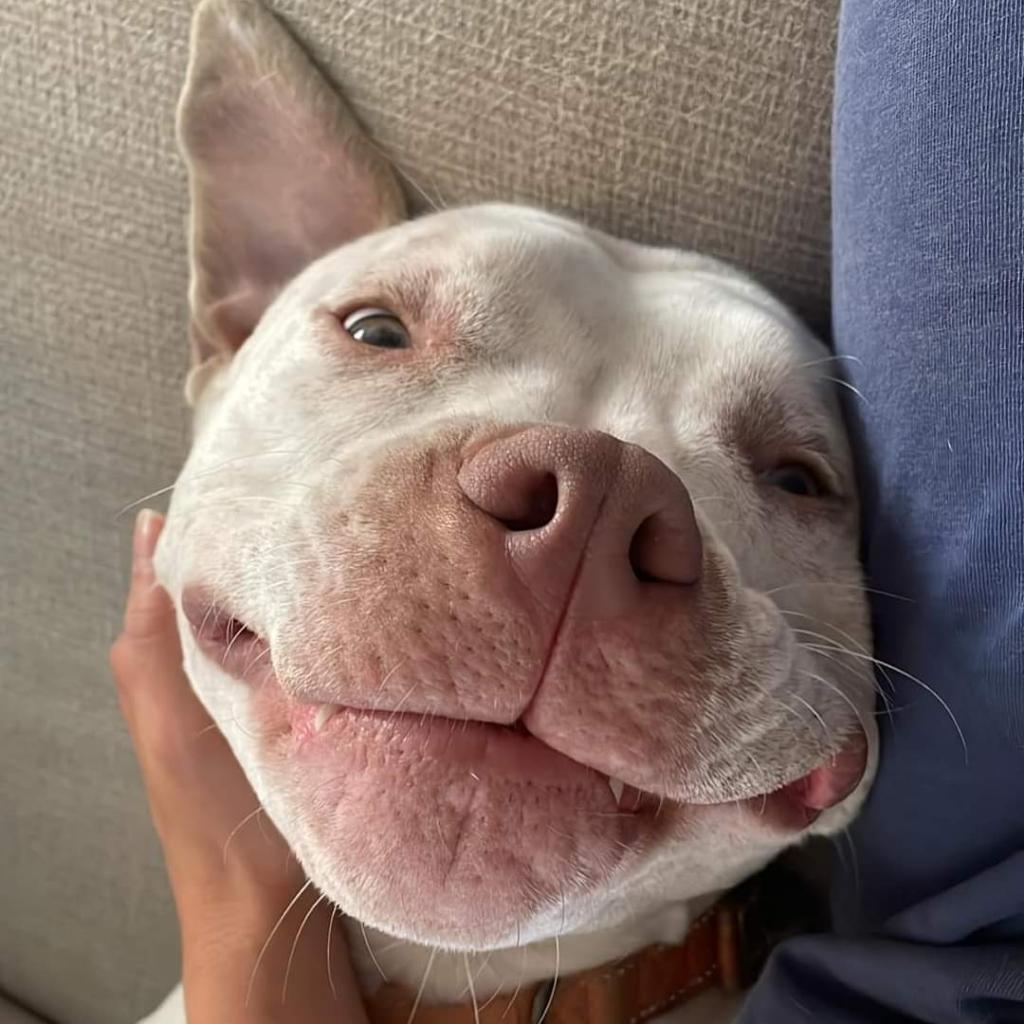 Rocko