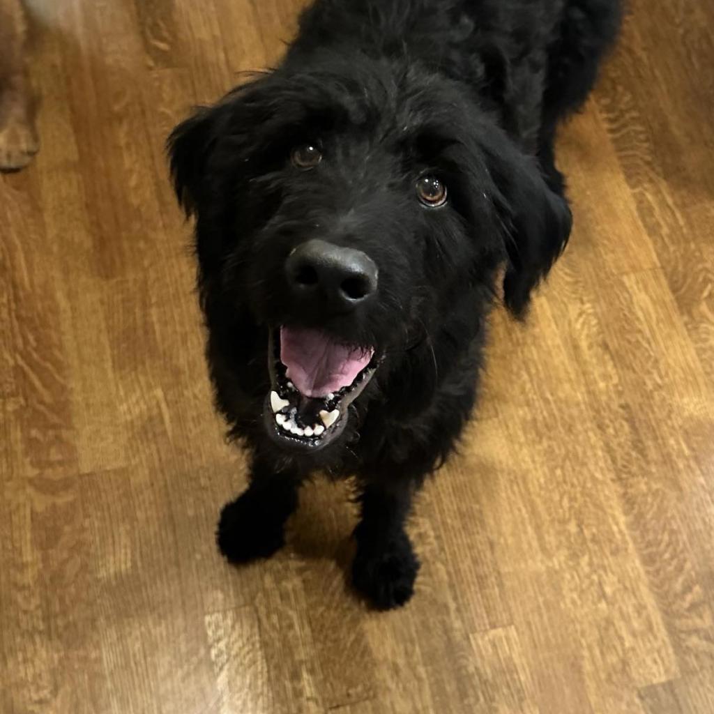 Vincenzo