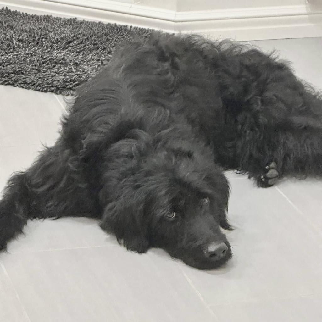 Vincenzo