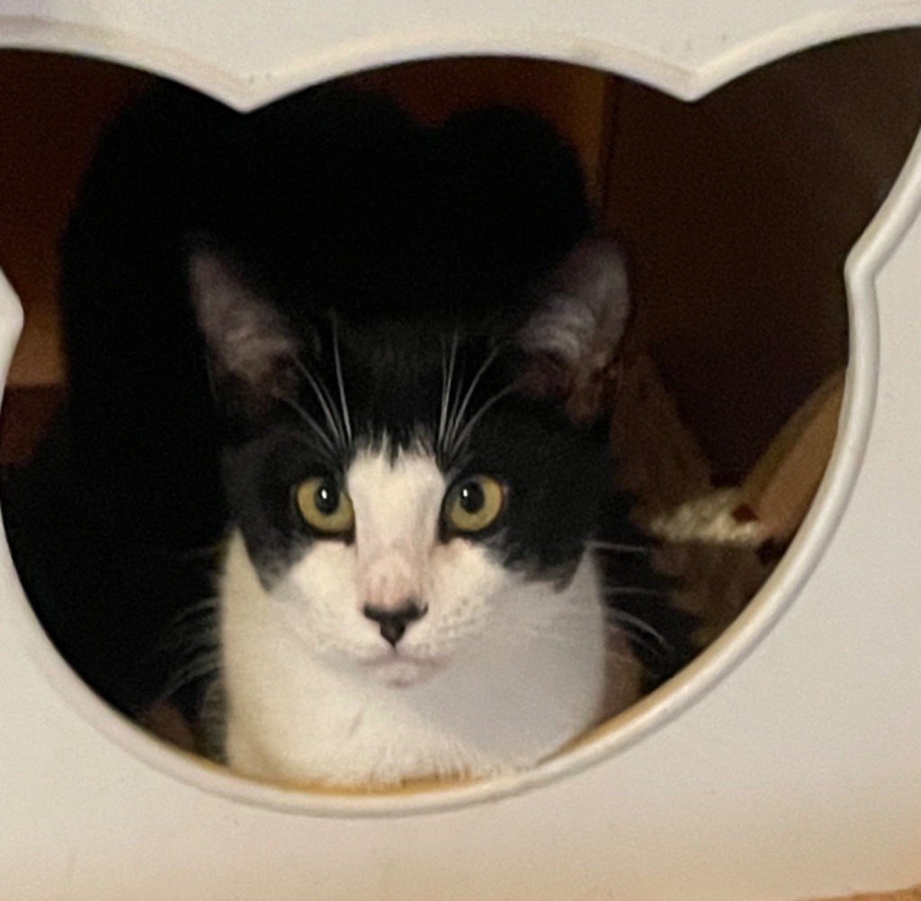 SKYE, an adoptable Domestic Short Hair in Marianna, FL, 32447 | Photo Image 1