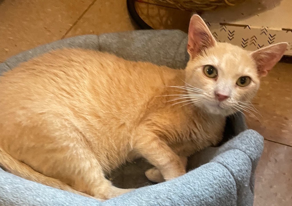 KRIS KRINGLE, an adoptable Domestic Short Hair in Marianna, FL, 32447 | Photo Image 1