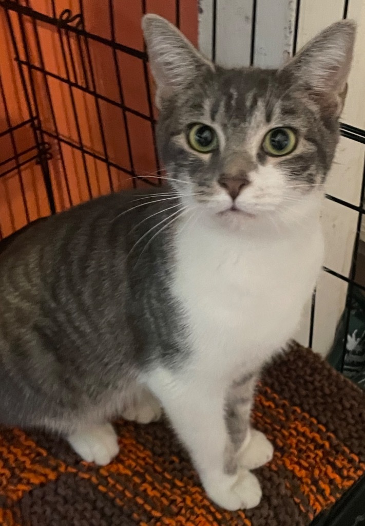 CHAI, an adoptable Domestic Short Hair in Marianna, FL, 32447 | Photo Image 1