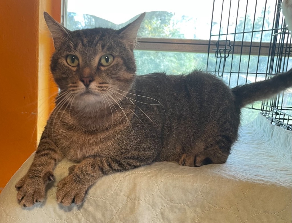 SALLY/SAL, an adoptable Domestic Short Hair in Marianna, FL, 32447 | Photo Image 1