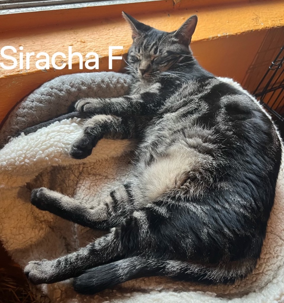 SRIRACHA, an adoptable Domestic Short Hair in Marianna, FL, 32447 | Photo Image 1
