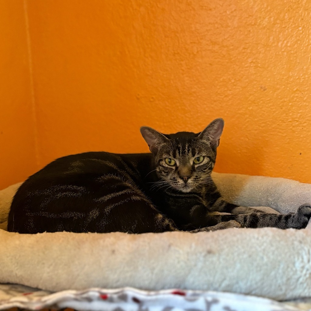 SRIRACHA, an adoptable Domestic Short Hair in Marianna, FL, 32447 | Photo Image 1