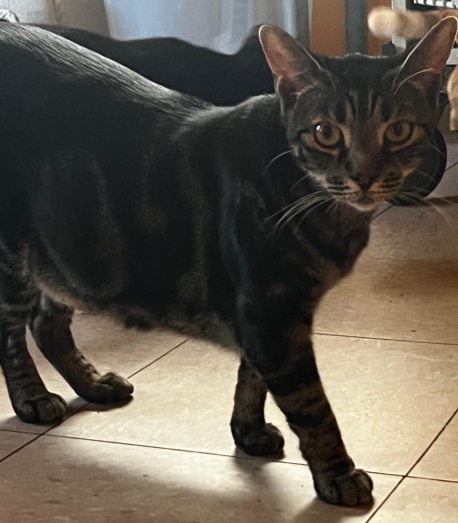 SRIRACHA, an adoptable Domestic Short Hair in Marianna, FL, 32447 | Photo Image 3