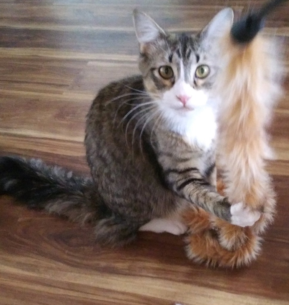 Bravo, an adoptable Domestic Short Hair in Palmer, AK, 99645 | Photo Image 1
