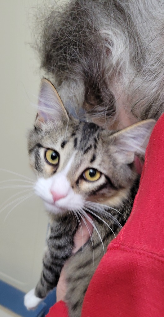 Bravo, an adoptable Domestic Short Hair in Palmer, AK, 99645 | Photo Image 2