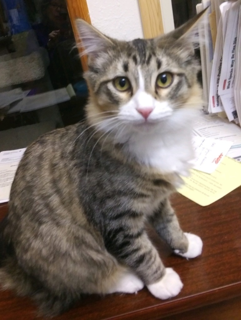 Bravo, an adoptable Domestic Short Hair in Palmer, AK, 99645 | Photo Image 3