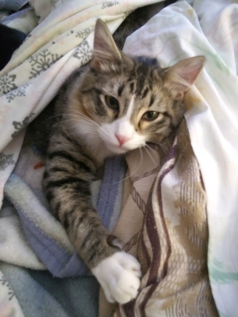 Bravo, an adoptable Domestic Short Hair in Palmer, AK, 99645 | Photo Image 4