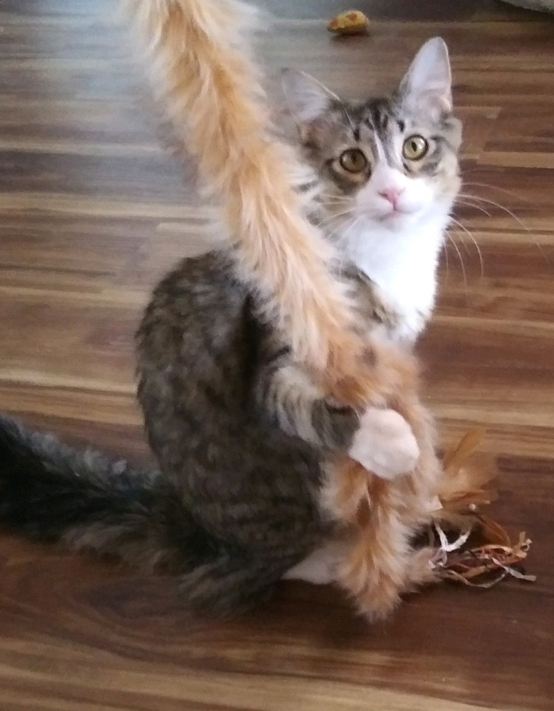 Bravo, an adoptable Domestic Short Hair in Palmer, AK, 99645 | Photo Image 5