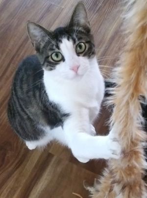 Alpha, Young Male Domestic Short Hair