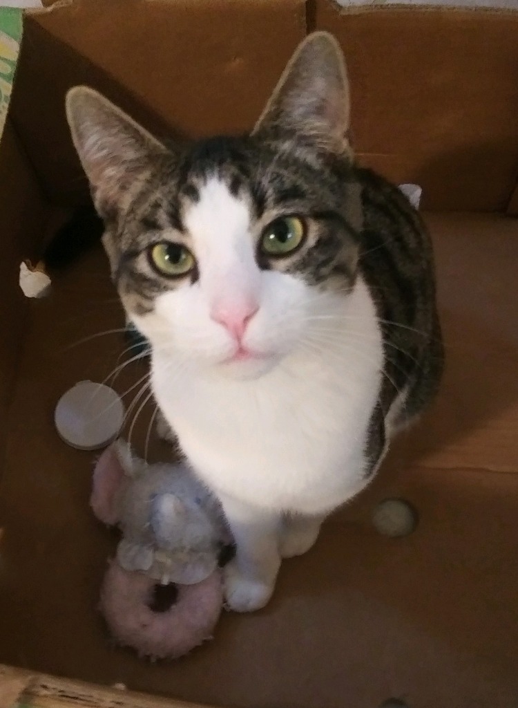 Alpha, an adoptable Domestic Short Hair in Palmer, AK, 99645 | Photo Image 2