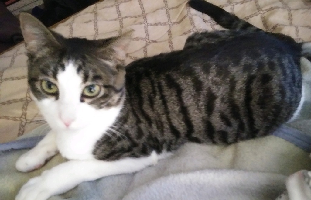 Alpha, an adoptable Domestic Short Hair in Palmer, AK, 99645 | Photo Image 3