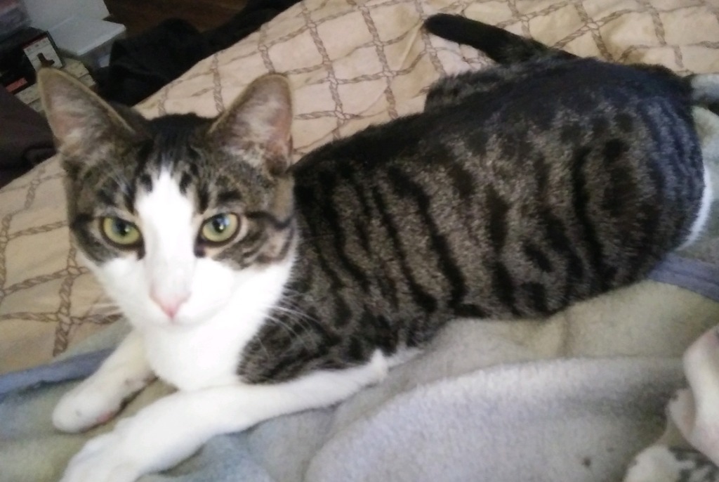 Alpha, an adoptable Domestic Short Hair in Palmer, AK, 99645 | Photo Image 4