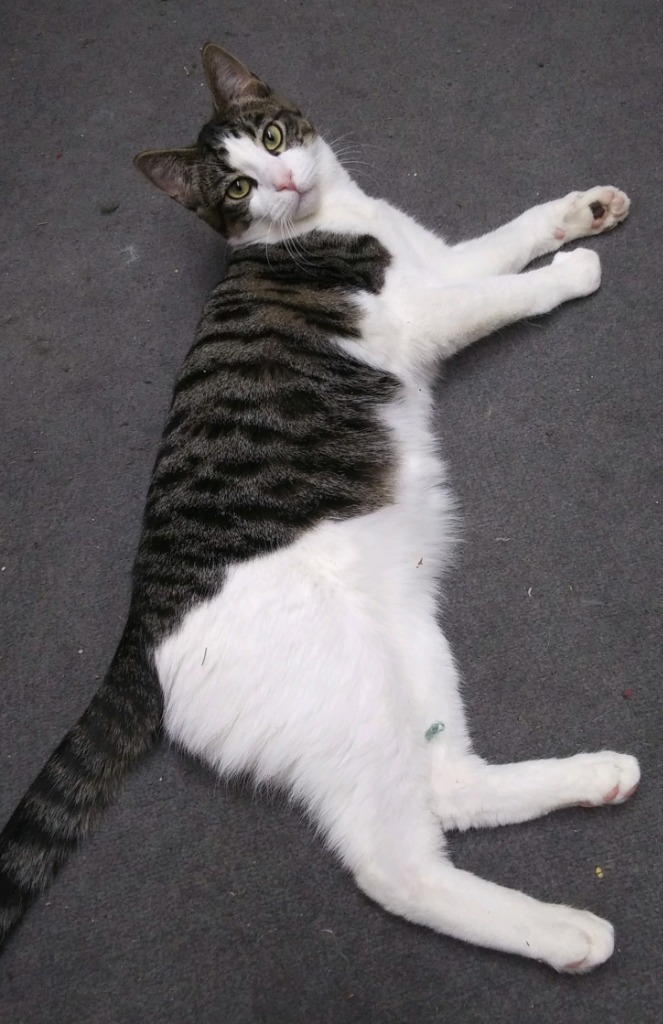 Alpha, an adoptable Domestic Short Hair in Palmer, AK, 99645 | Photo Image 5
