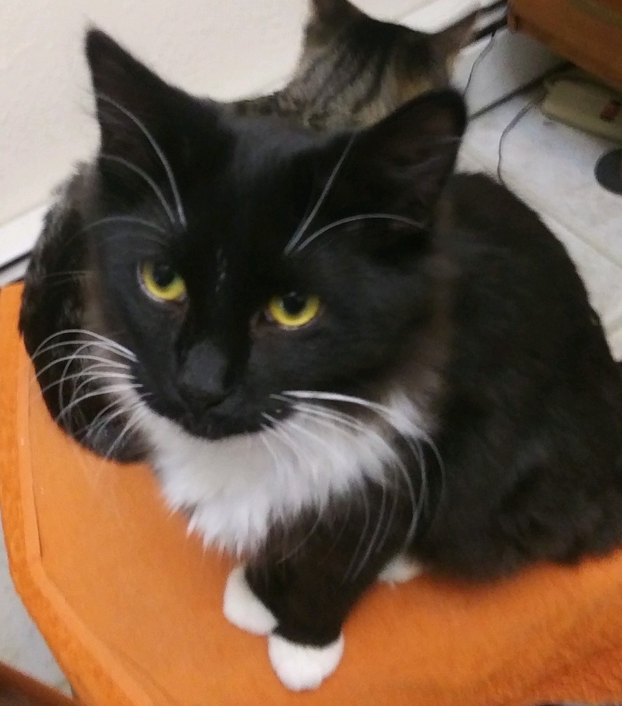 Blackjack (Bandit), an adoptable Domestic Short Hair in Palmer, AK, 99645 | Photo Image 1