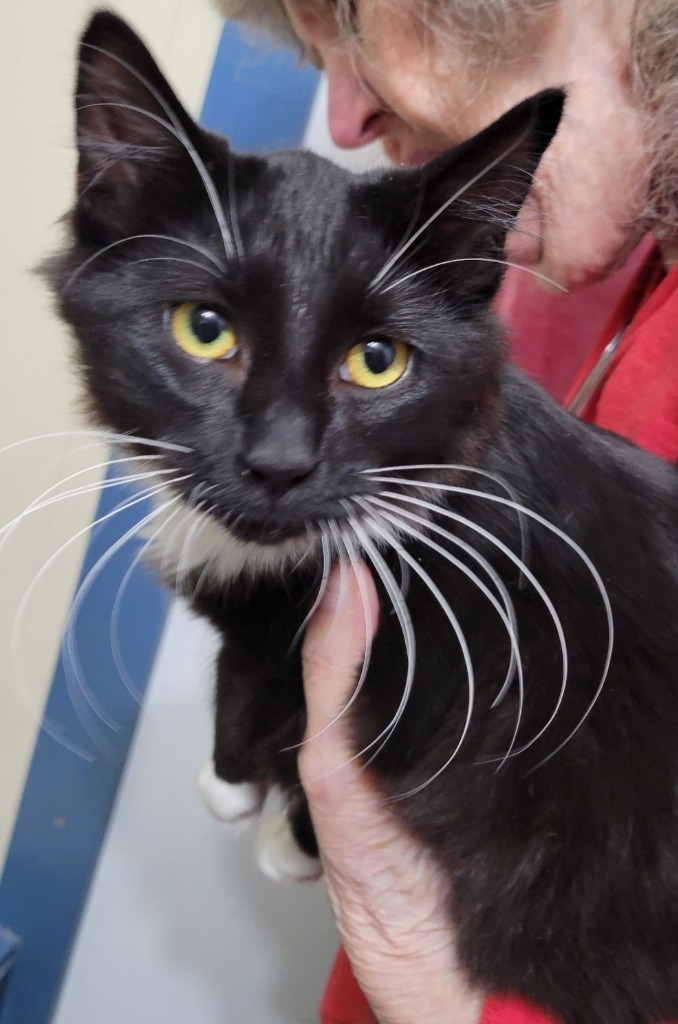 Blackjack (Bandit), an adoptable Domestic Short Hair in Palmer, AK, 99645 | Photo Image 2