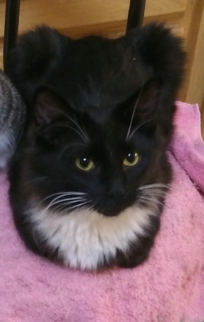 Blackjack (Bandit), an adoptable Domestic Short Hair in Palmer, AK, 99645 | Photo Image 3